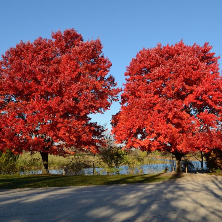 Javor horský (Acer pseudoplatanus) ´REGAL PETTICOAT´ ® - výška 200-280 cm, obvod kmeňa 4/6 cm, kont. C20L